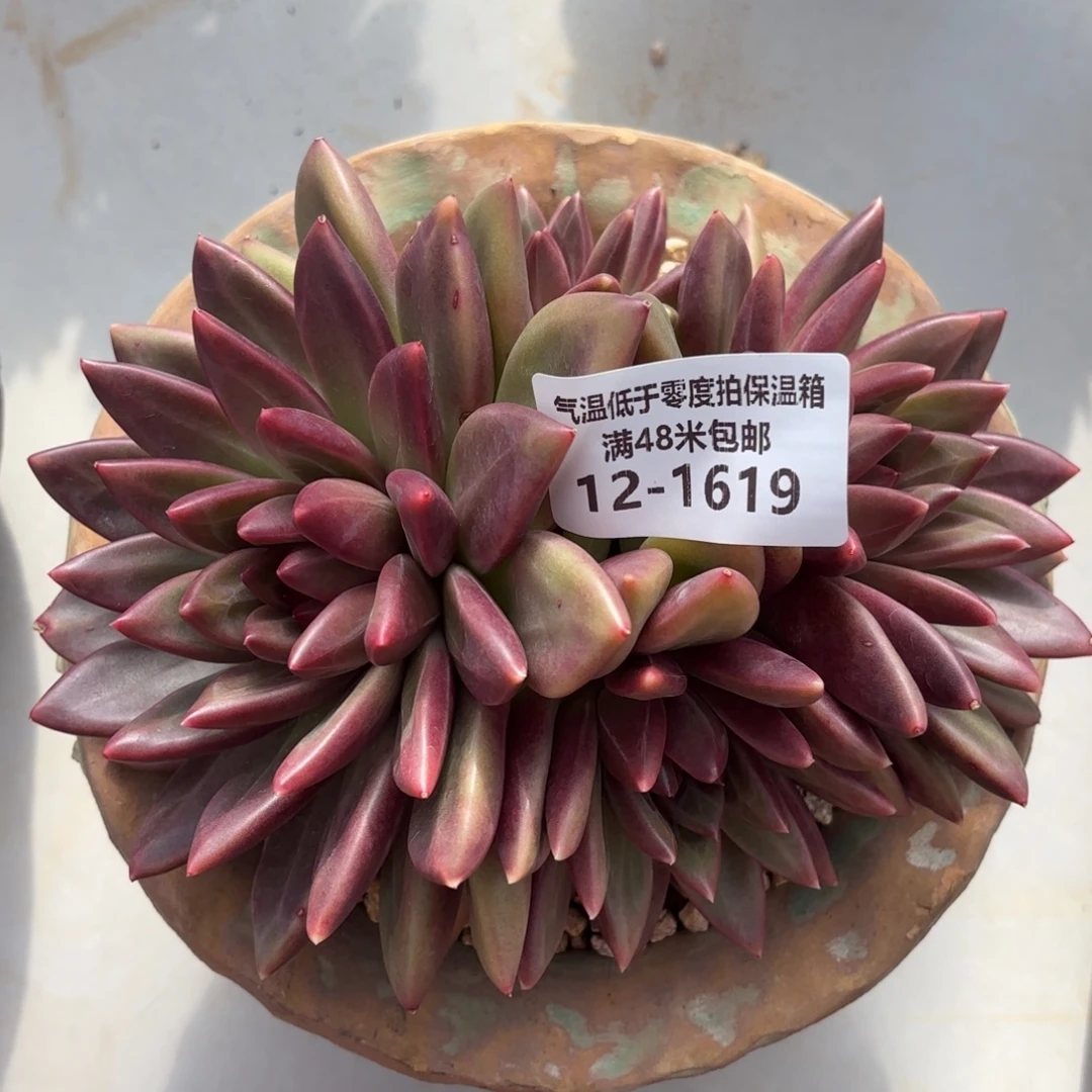 1619迷雾泡泡群多肉植物