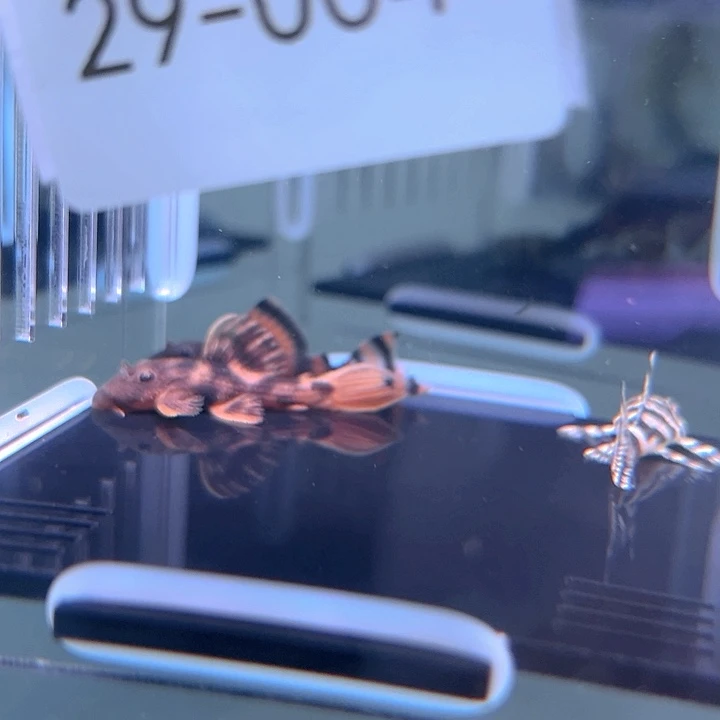 清道夫29-004 白迷宫 红老虎 L025