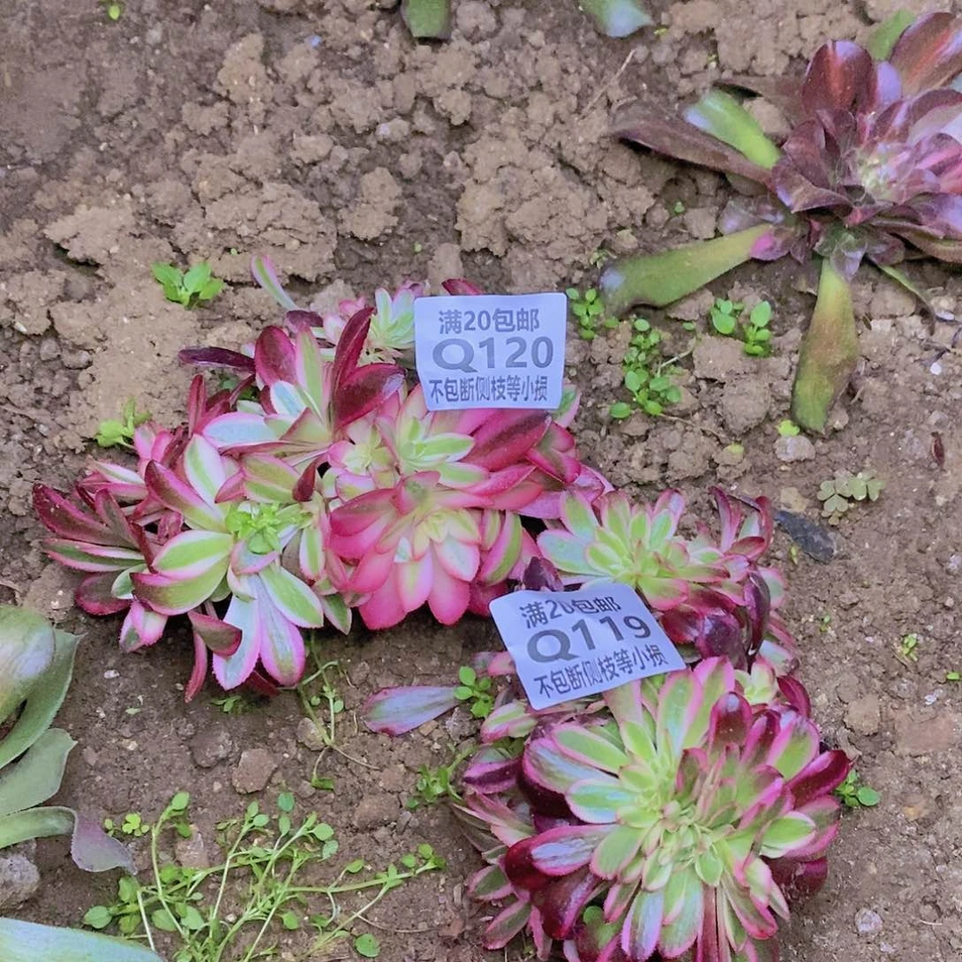 119120美杜莎有砍朵朵缀