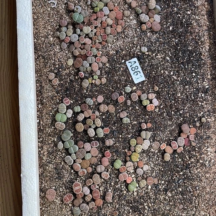 生861石花整筐脱土发货