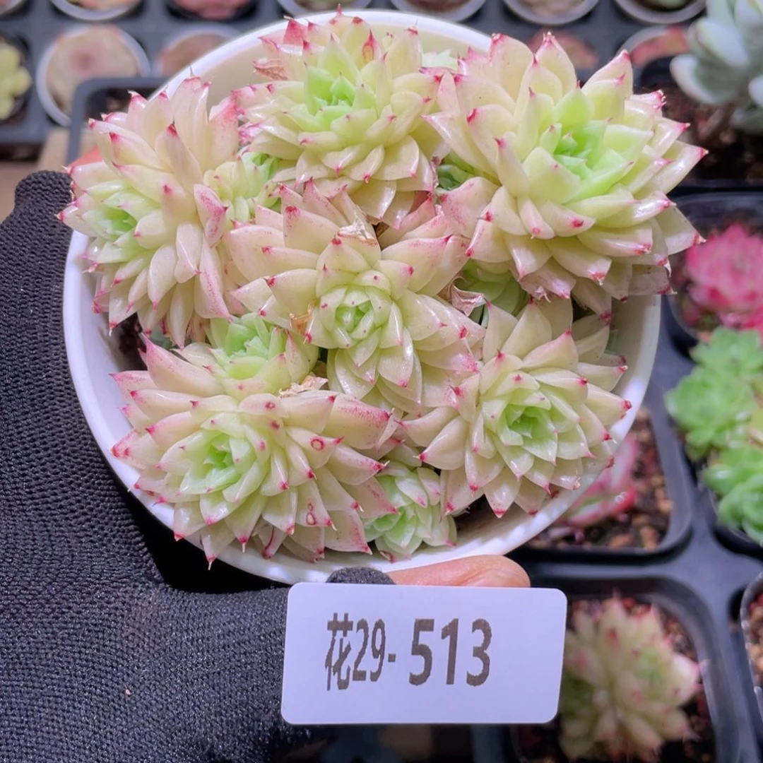 花利美29-513麦秆