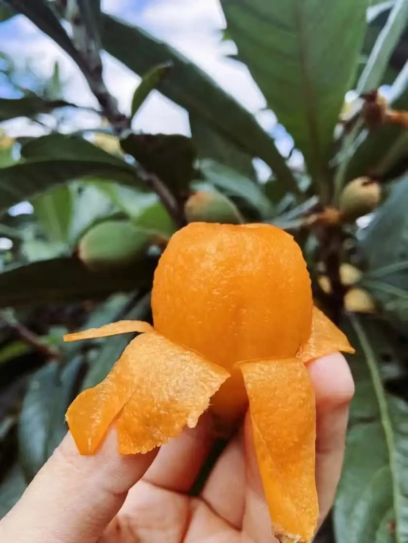 2025年新鲜上市当季新鲜枇杷水果枇杷果鲜果