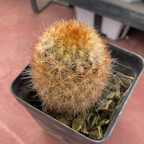 红刺嘉文丸3仙人球