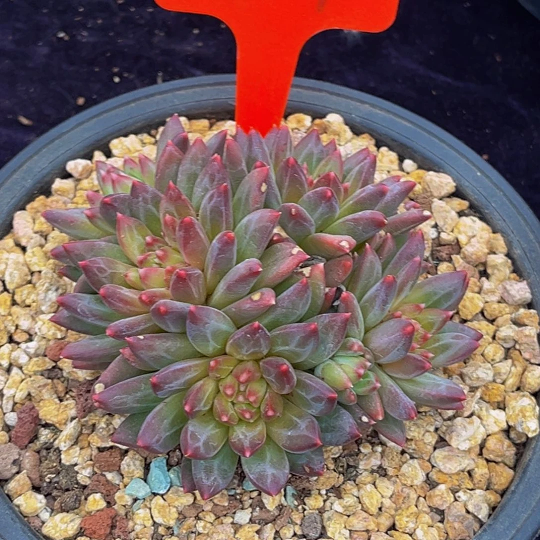 2517号上午多肉植物群生多肉植物