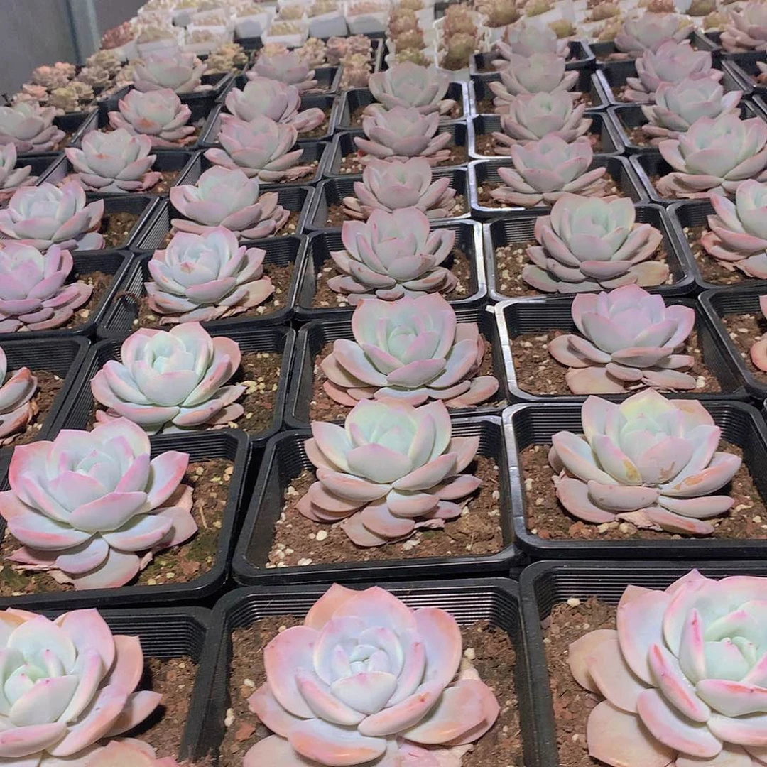 韩奶茶24578899900
