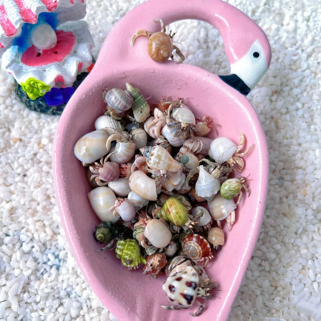 随机发10只包活8只可爱小豆丁陆生寄居蟹活体宠物儿童礼物