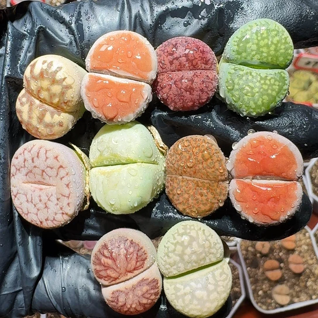 生石花等11111111。   119