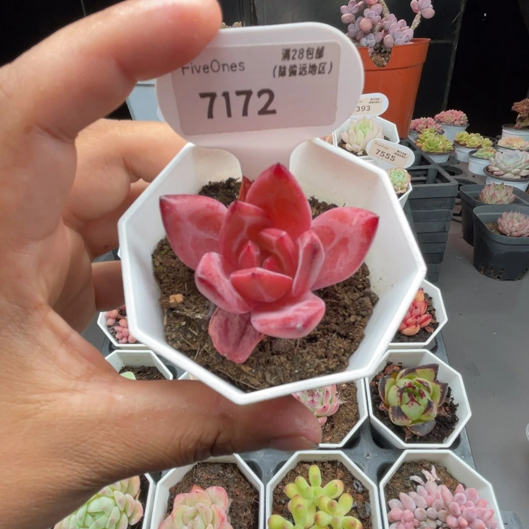 7172黑武士4.5厘米