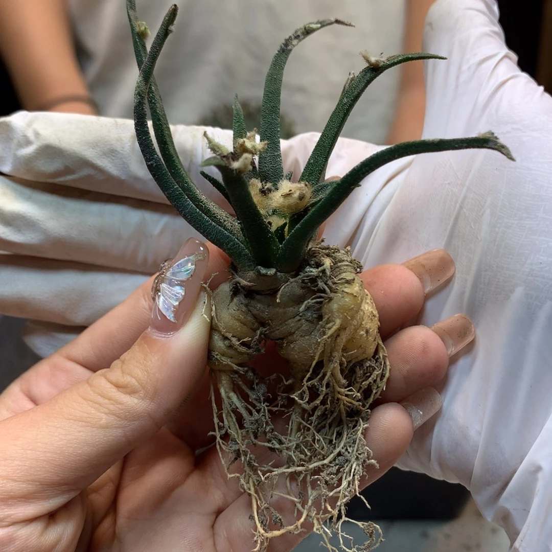 13号  实生  龙舌兰岩牡丹