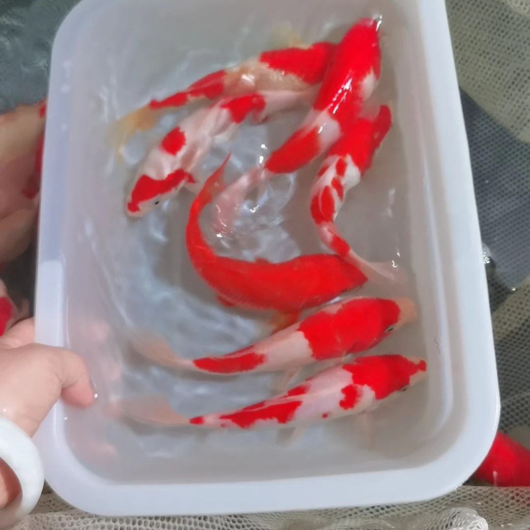 锦鲤牯***报精品锦鲤一盆