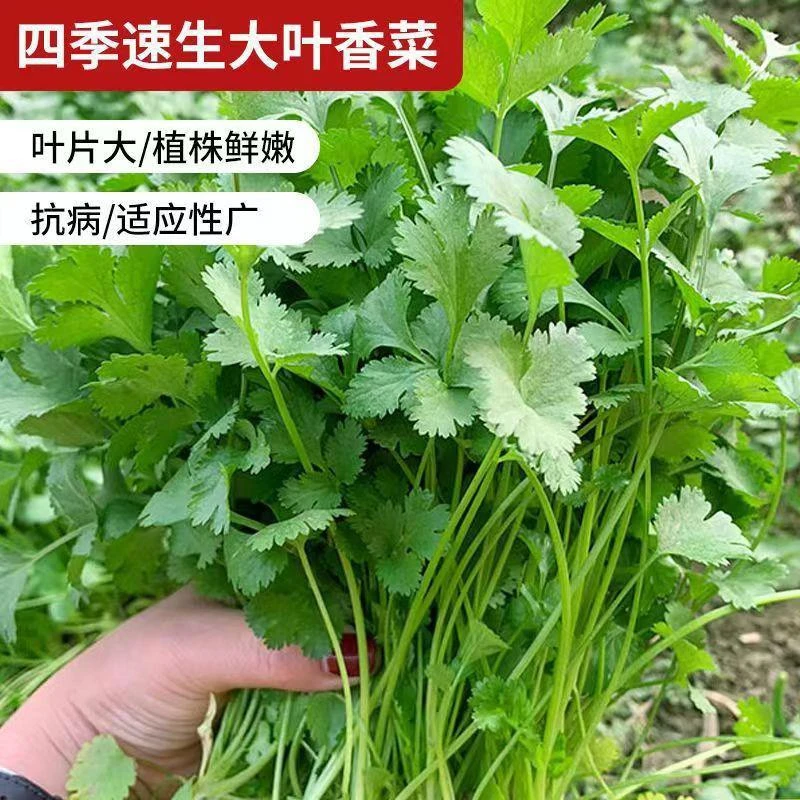 大叶香菜种子香菜籽菜种子四季易种阳台高产种子