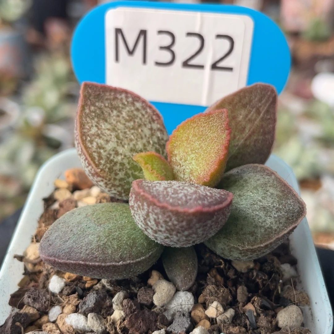 岁***?    翎羽。  322。