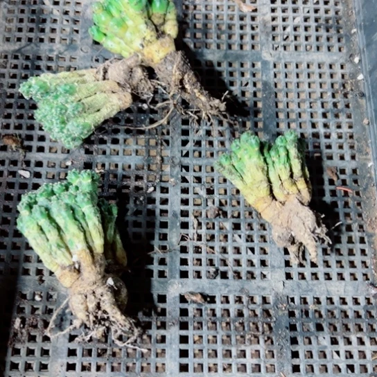 下2轻骑兵黑根伤小掉侧芽无售后脱土发货20包邮