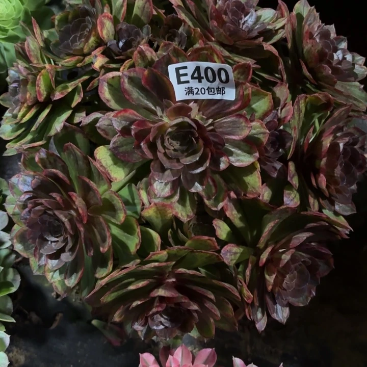 凯****⁵瑞妈多肉植物400