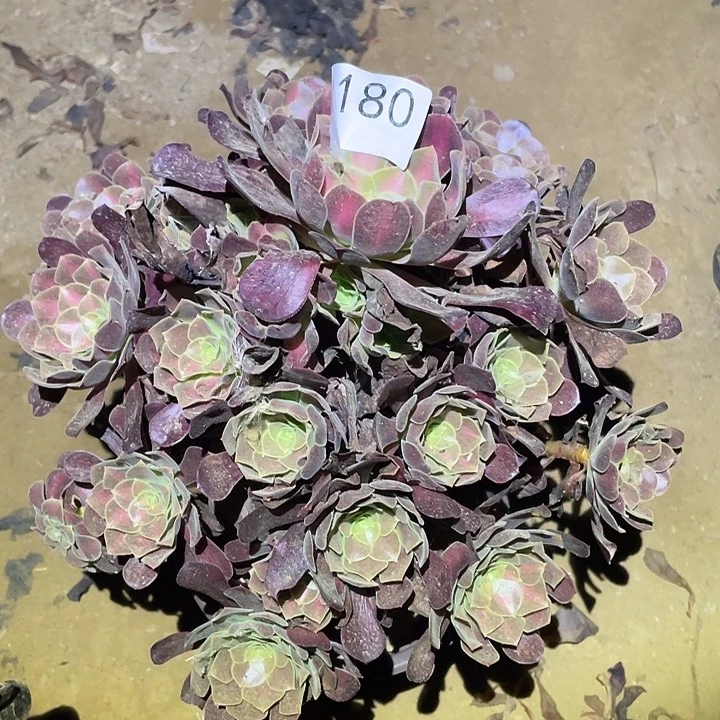 多肉植物法师180花呐