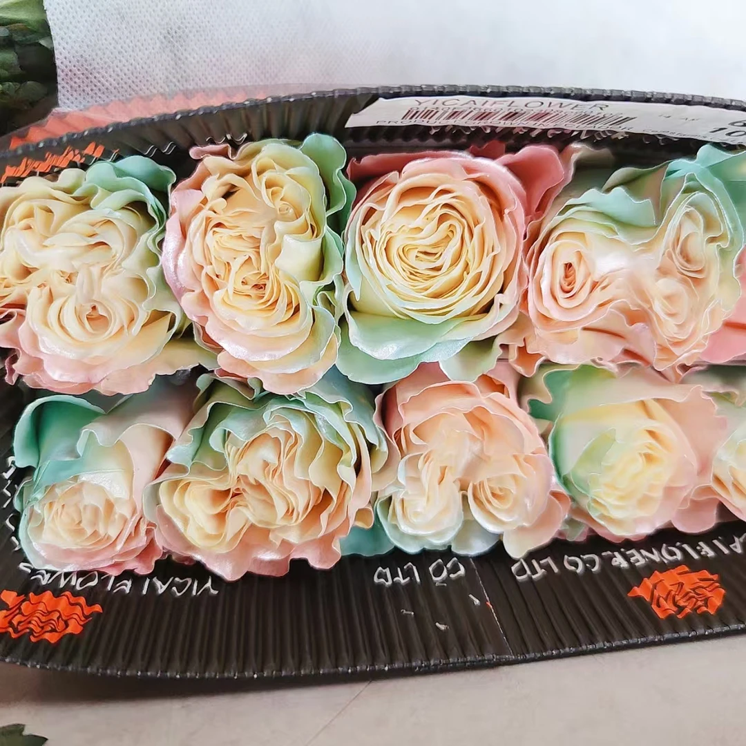 一花一瓶【 厄瓜多尔色系】可做干花昆明基地直发 顺丰包邮