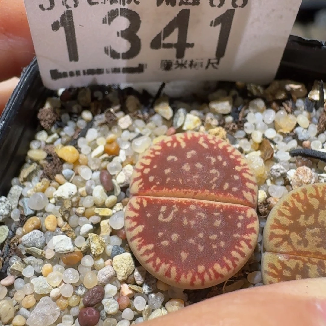 Sssss精品生石花1341