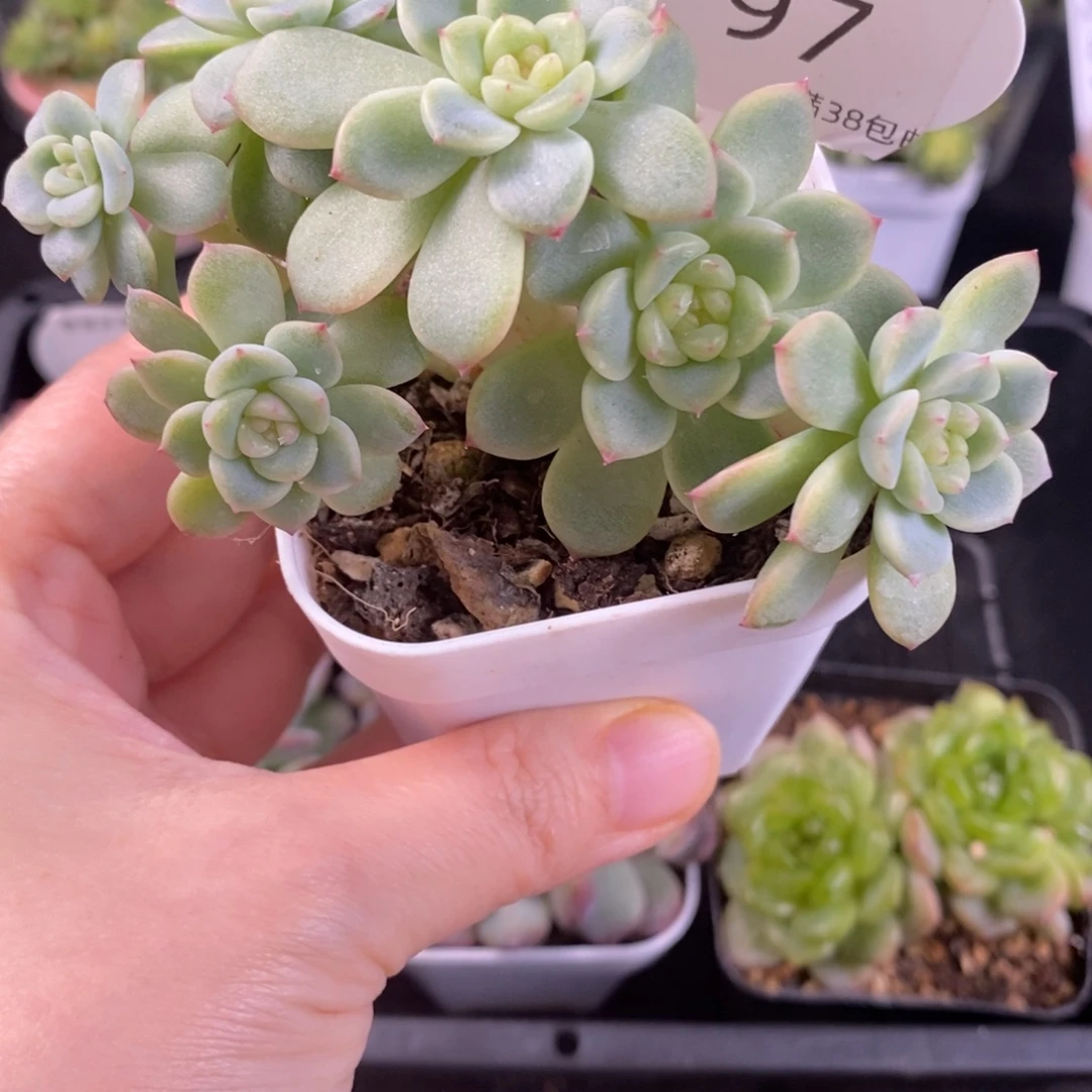 甜心A六头群97号一颗