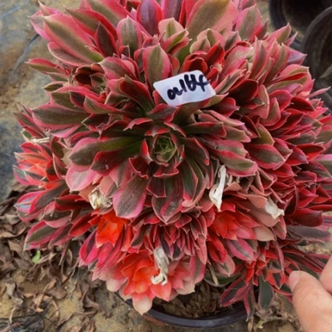 粉女巫变异多肉植物164多肉不包断