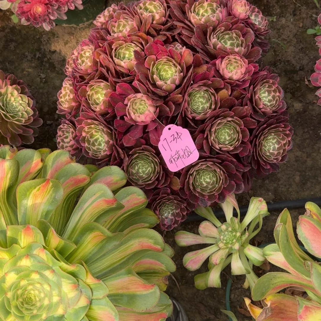 乖*姐法师霁月嫩桩寄养17-34