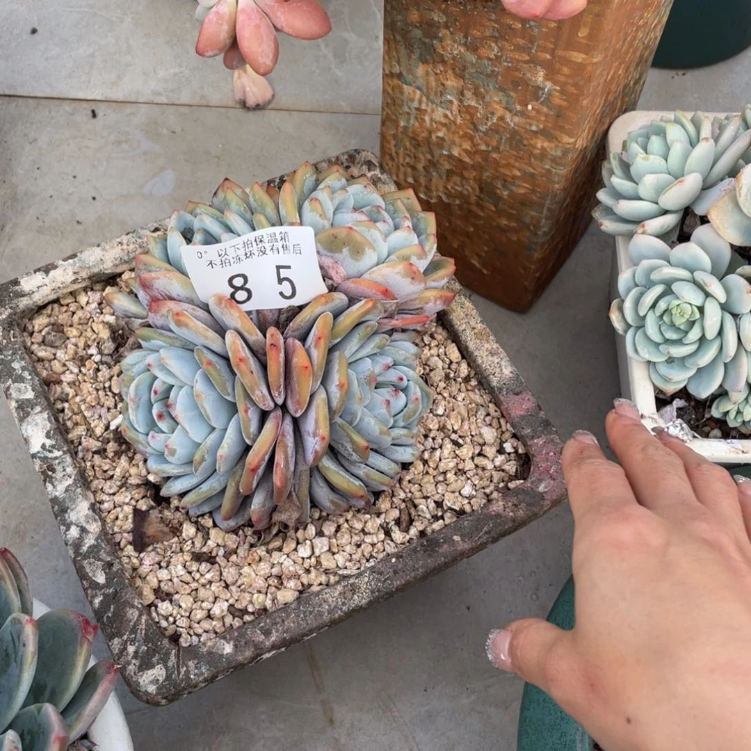 黑大帅多肉85新颖