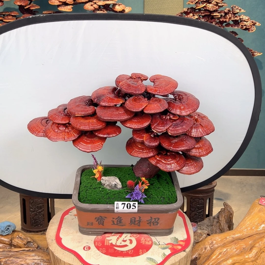 无花朵8688666666666