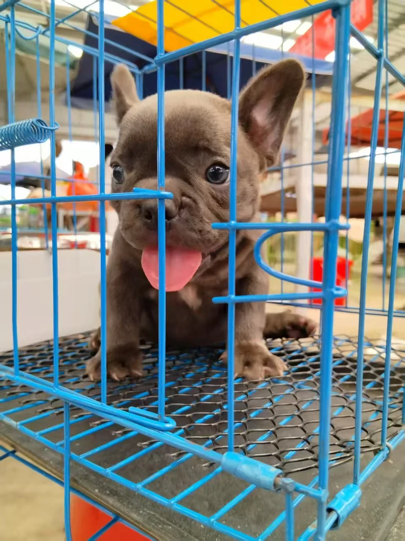可折叠式狗狗笼子适用于中小型犬，博美，比熊，适合多种狗狗