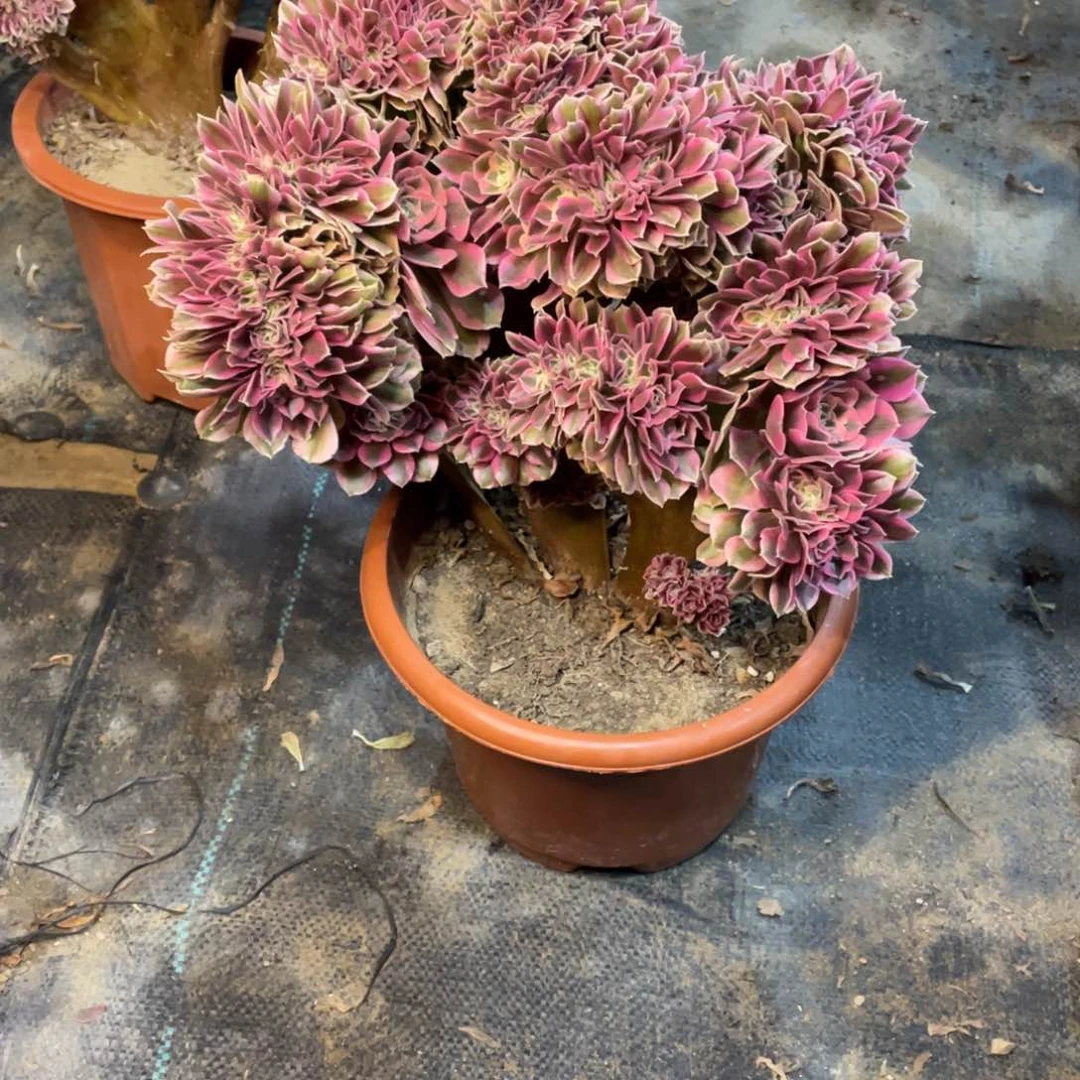 简****?粉女巫缀化脱土发货