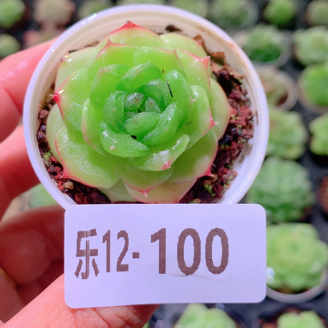 乐然12-100 珍妮 铂金叶