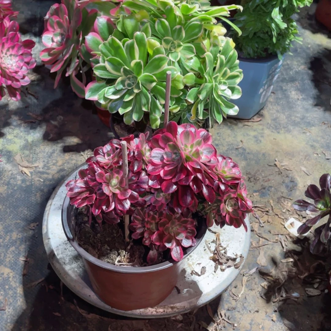 多肉植物组合2颗155