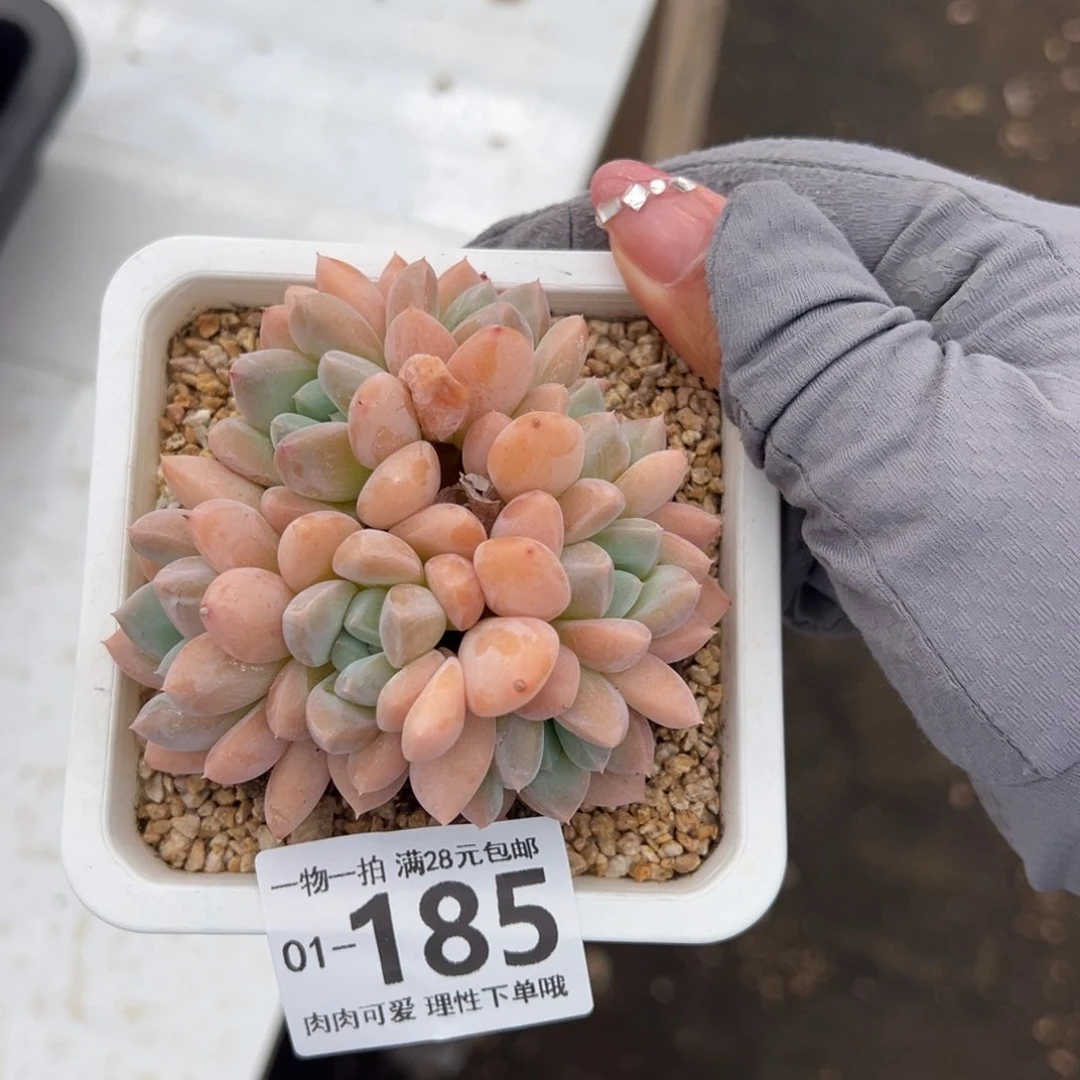 芙丽朵多肉多肉多肉多肉