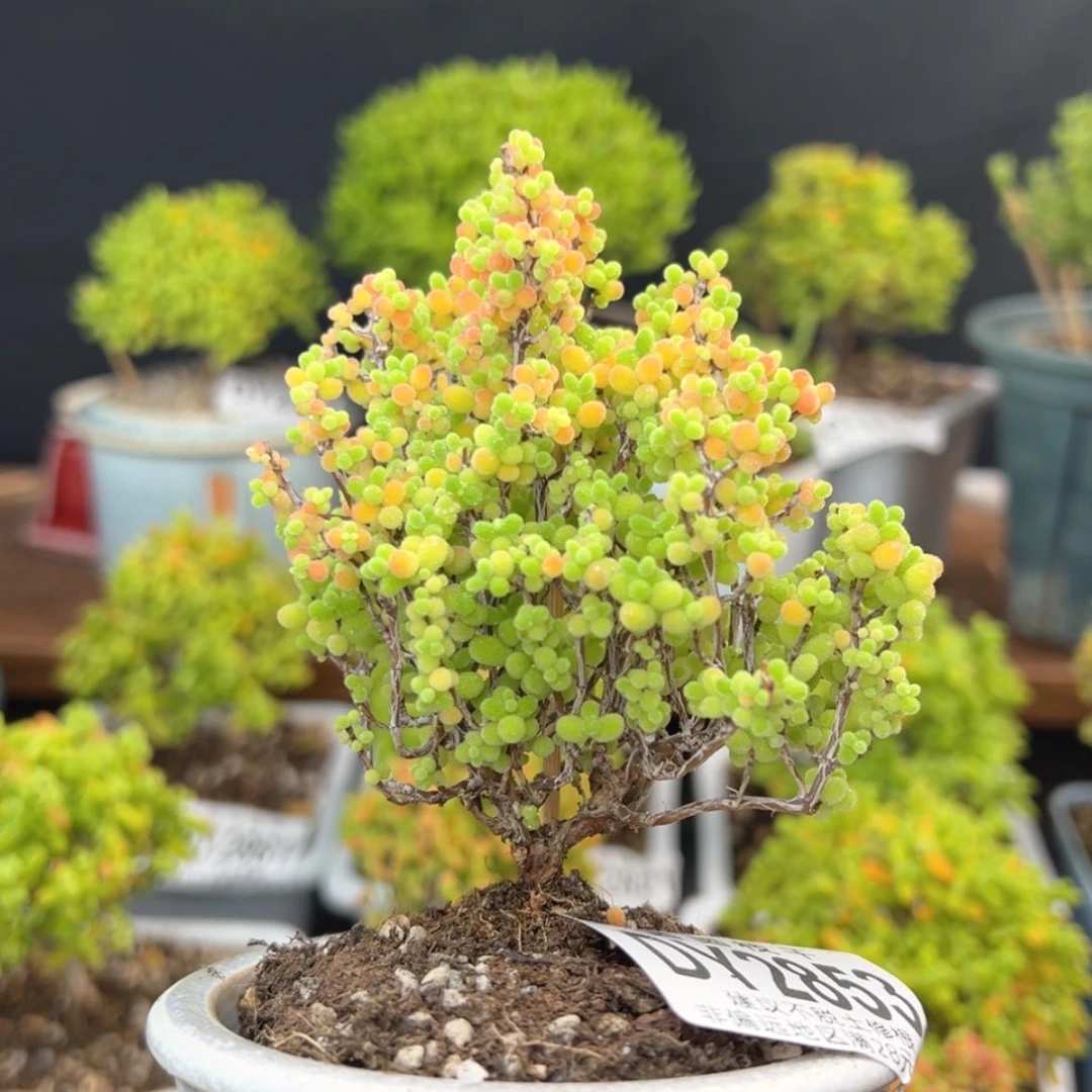 【闪购商品】dy2853蜜橘糖球精控带盆价