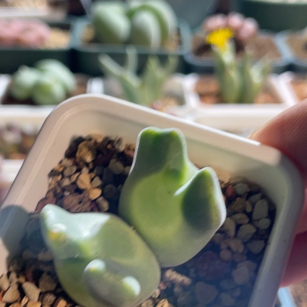 双头青蛙种源大眼空蝉植物一物一拍