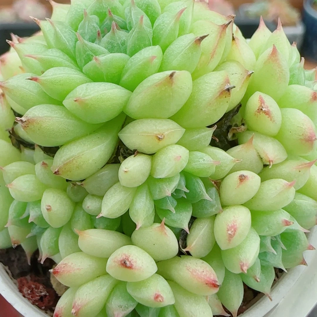 花语逸镜0927-94散海王