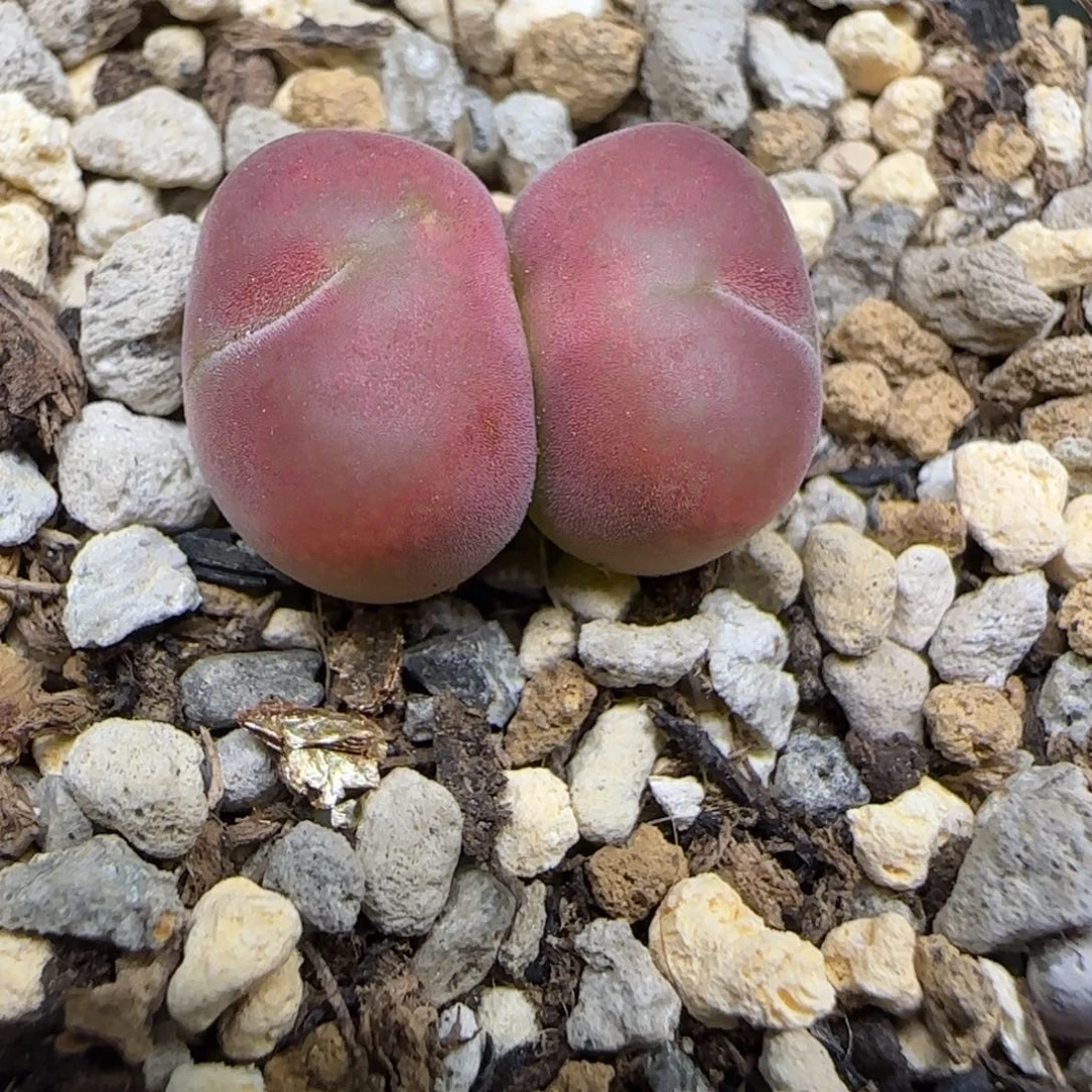双头不知名毛杂多肉植物一颗