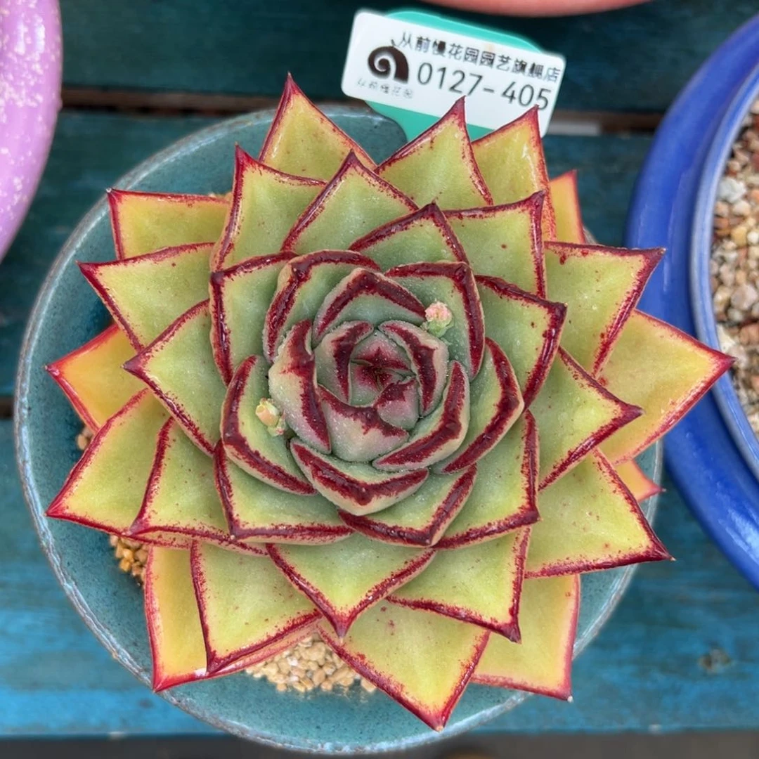 多肉一物一拍0127-405