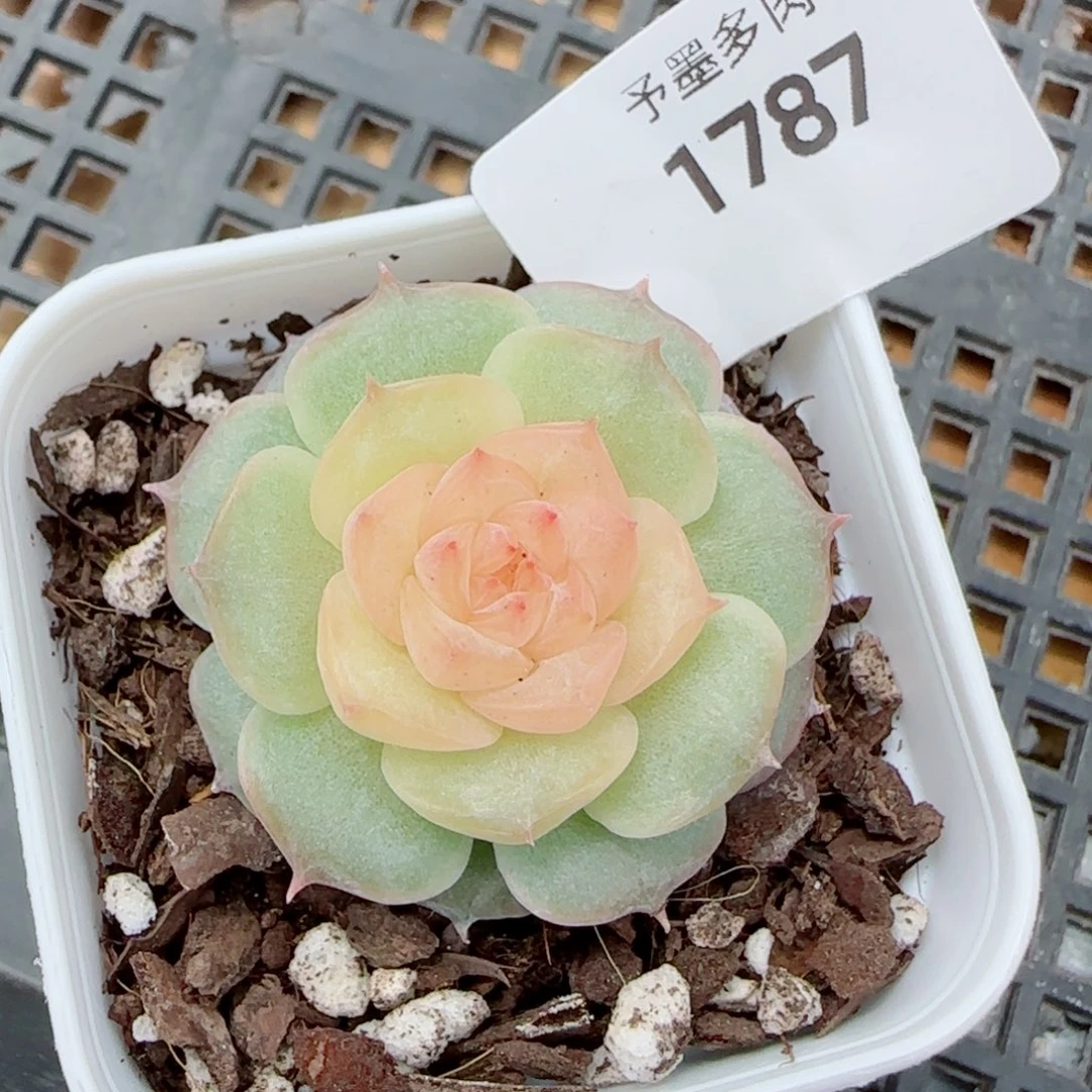 童话，1787多肉植物