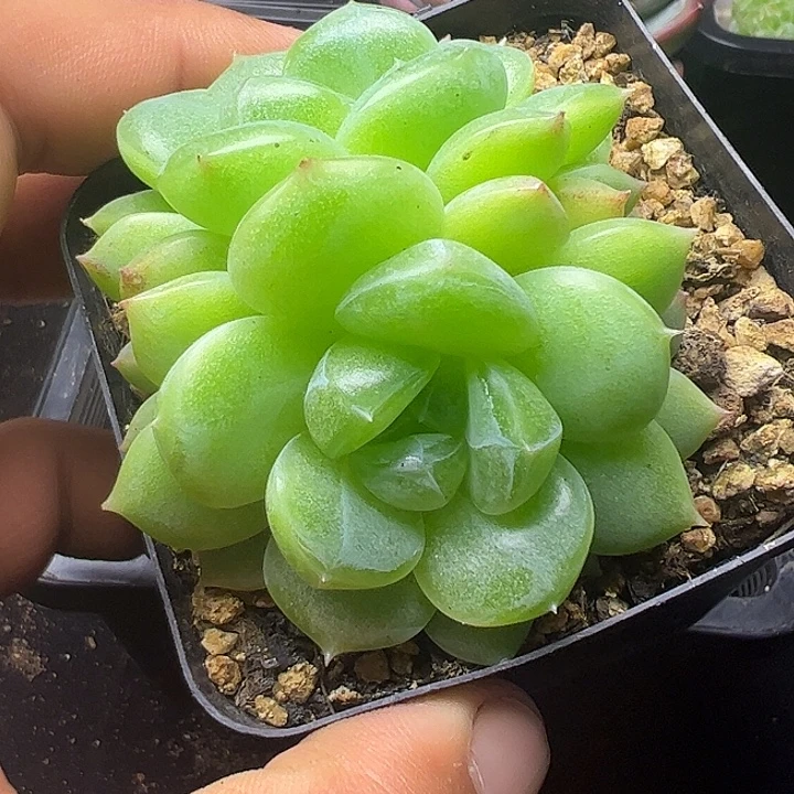 双头财富密码111111