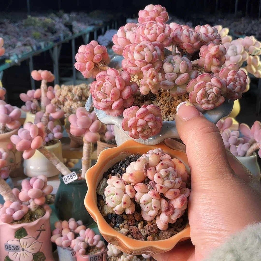 吱*福利多肉植物的一天从吃