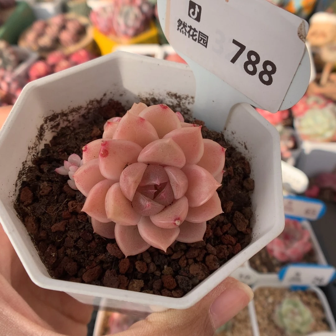 788灯泡叶麦杆多肉植物