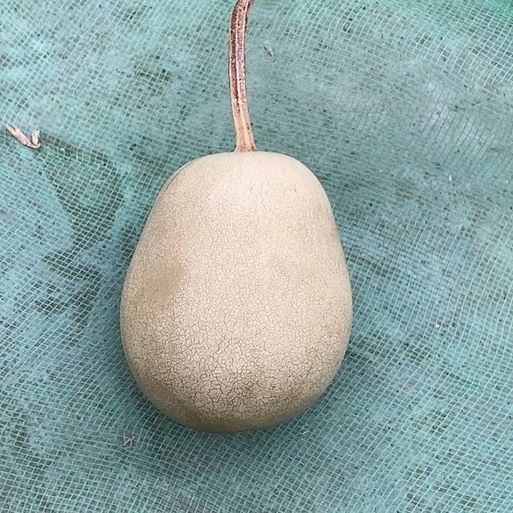 风***9葫芦葫芦葫芦葫芦葫芦葫芦