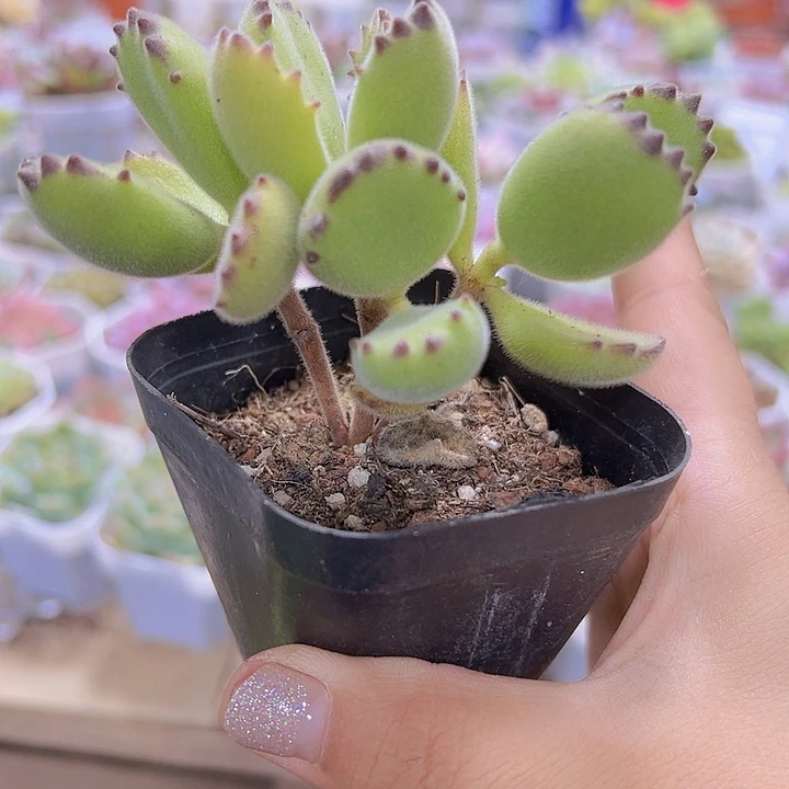 熊19包邮多肉植物