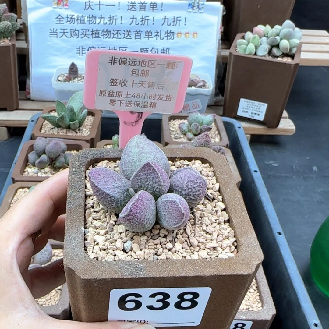 638哈莫猪肝多肉植物