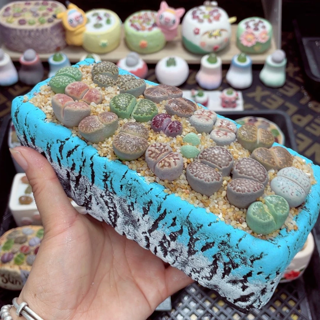 w5554 开播福利 带盆土发货一物一拍