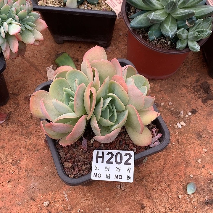 桃花坞朵朵 非偏远38包邮节后发货