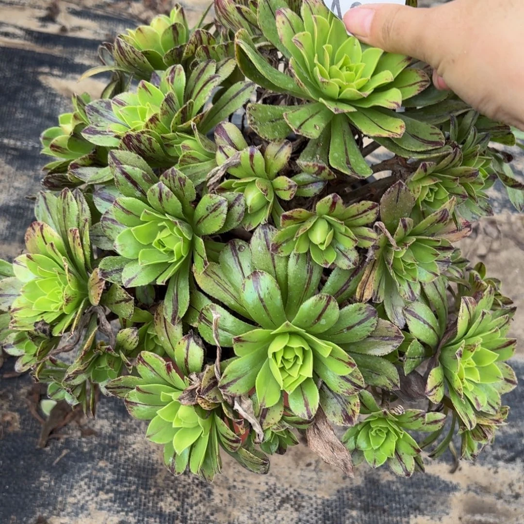 309多肉植物捧花的时候