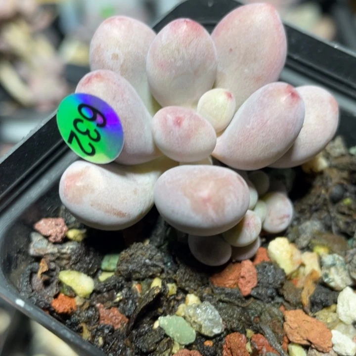 桃花奶酪多肉植物