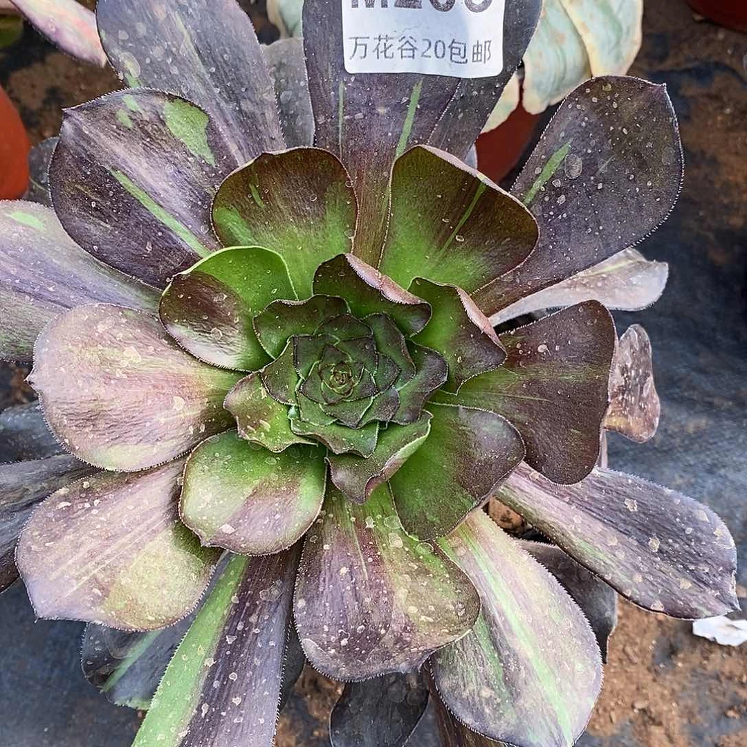 205花斑鹿多肉植物