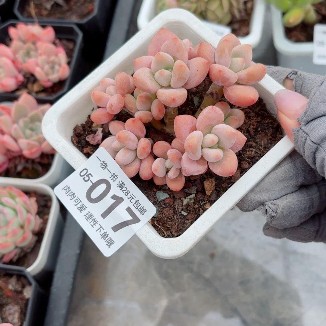 红洛神无盆土发货无盆土无