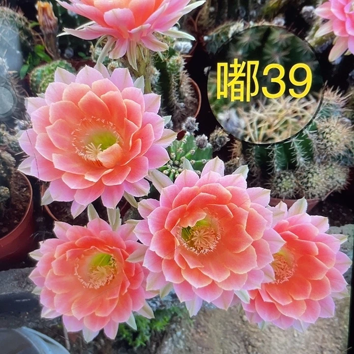 嘟39号2.5～3公分一代